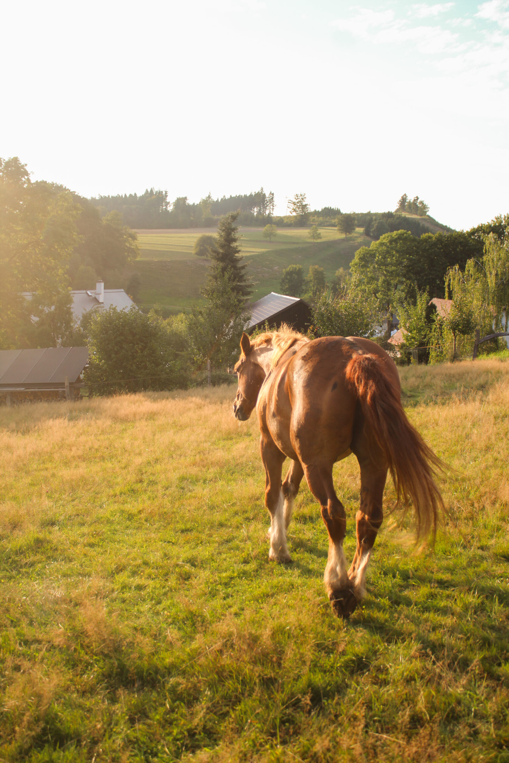Kůň, foto při západu slunce, Statek Vávrovi